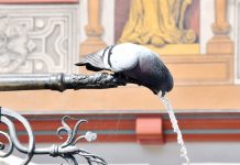 Emergenza caldo: 8 mila persone, tra anziani e bimbi, potenzialmente a rischio