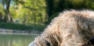 Conosciamo il setter, potente ed elegante