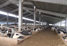 Caldo, Coldiretti: ventilatori e doccette nelle stalle per il benessere degli animali