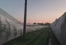 Confagricoltura: la grandine ha flagellato le campagne. Danni ingenti