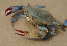 Il granchio blu prolifera: esemplari pescati a Felonica