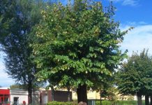 Medole: operai e motoseghe all’opera, giù gli alberi di viale Zanella