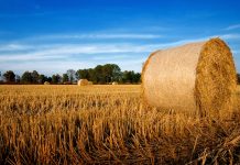 Its Agroalimentare: open day in Confagricoltura Mantova il 12 settembre