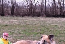 Festa Mondiale del Cane: celebrando il Nostro Fido Amico