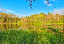 A Castiglione domenica si può fare un “Bagno nella foresta”