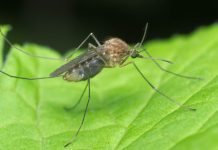 Dopo la morte dell’anziano, c’è un altro contagio da West Nile