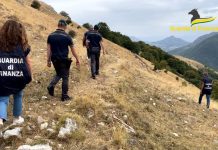 Maxi truffa all’Ue per “pascoli fantasma”, arresti e sequestri