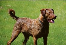 Gruppo 8: conosciamo i Retriever