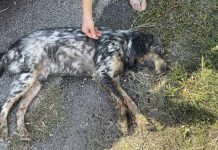 Esanime e col collare elettrico: cane salvato dai volontari a Quistello