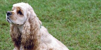 Cani da cerca e da riporto, dotati di straordinarie abilità nell’individuare oggetti o persone