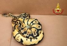 Avvista un pitone lungo un metro e mezzo, i vigili del fuoco catturano l’animale