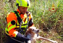 Cani da caccia scivolano nel canale: recuperati dai vigili del fuoco