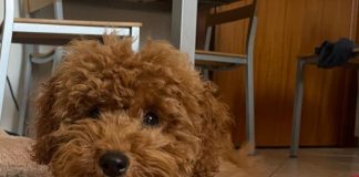 Il benessere del tuo cane: l’importanza della routine quotidiana