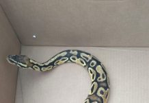 Pitone reale: indagini dei carabinieri forestali per risalire al proprietario