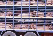 Casalromano, maiale cade dal camion e muore nell’impatto con la strada