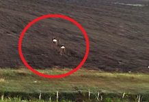 Sempre più caprioli in fuga e vicini ai centri abitati: un altro doppio avvistamento a Ostiglia