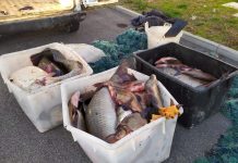 Presi con sei quintali di pesce: pescatori di frodo denunciati dalle guardie ittiche