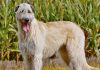 Conosciamo i levrieri a pelo duro: Irish Wolfhound e Deerhound