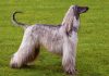 I levrieri a pelo lungo o frangiato: Barzoi, Levriero Afgano e Saluki