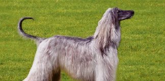 I levrieri a pelo lungo o frangiato: Barzoi, Levriero Afgano e Saluki