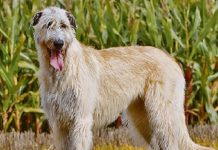Conosciamo i levrieri a pelo duro: Irish Wolfhound e Deerhound