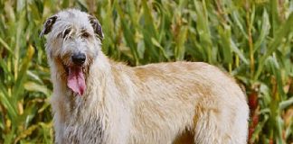 Conosciamo i levrieri a pelo duro: Irish Wolfhound e Deerhound