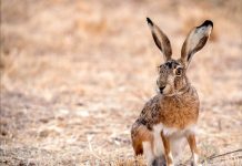 Mai gridare “al lupo”! E’ la lepre il vero animale killer… delle colture