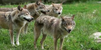 Presenza del lupo, incontro informativo al Parco del Mincio con Regione Lombardia