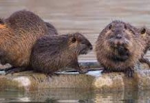 Raccolta nutrie, nel 2024 più 15% negli abbattimenti