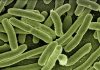Tumore colon, enzima del batterio Escherichia Coli osservato speciale