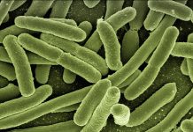 Tumore colon, enzima del batterio Escherichia Coli osservato speciale