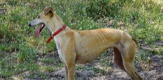 Il grande mondo dei levrieri: Azawakh Greyhound, Galgo Español e Chart Polski