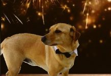Botti di Capodanno: la prevenzione è il modo migliore per tutelare il nostro cane.