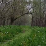 Garzaia di Pomponesco, Parco del Mincio: “Interventi sono necessari… Garzaia di Pomponesco, Parco del Mincio: “Interventi sono necessari…