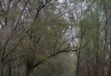 Garzaia di Pomponesco, Parco del Mincio: “Interventi sono necessari”