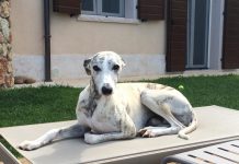Conosciamo l’affascinante mondo del Whippet e del Piccolo Levriero Italiano