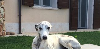 Conosciamo l’affascinante mondo del Whippet e del Piccolo Levriero Italiano