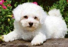 Conosciamo il gruppo 9 ovvero i cani da compagnia