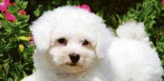 Conosciamo il gruppo 9 ovvero i cani da compagnia