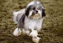 I cani, l’importanza della stimolazione mentale