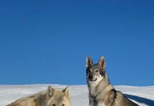 I cani e la grande passione per la neve. Quali attenzioni bisogna avere?