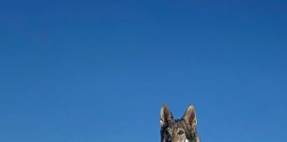 I cani e la grande passione per la neve. Quali attenzioni bisogna avere?