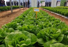 “Orticoltura in campo” ha fatto il pieno di visitatori