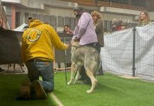 Darwin Day: un focus sulla genetica applicata alla cinofilia