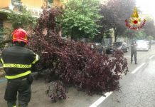 Maltempo: alberi, pali e antenne caduti per il vento in tutta la provincia