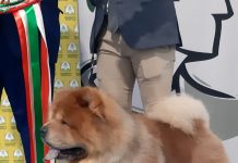 Successo per l’esposizione canina in Millenaria: l’esemplare più bello è un chow chow