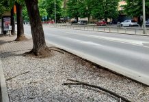 Caduta rami nei viali di Mantova, proteste dei residenti. Tea allertata