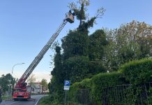 Alberi pericolanti e abbattuti dal vento forte in città e in provincia