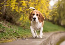 Ogni anno milioni di animali soffrono e muoiono in laboratorio