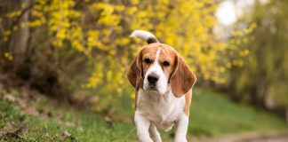 Ogni anno milioni di animali soffrono e muoiono in laboratorio